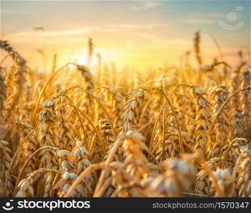 Golden wheat field under beautiful sunset sky. Golden wheat field
