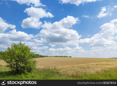 Golden wheat field with blue sky and clouds. Agricultural landscape. Stock photography.. Golden wheat field with blue sky and clouds. Agricultural landscape. Stock photo.