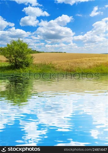 Golden wheat field with blue sky and clouds. Agricultural landscape with water reflection. Stock photography.. Golden wheat field with blue sky and clouds. Agricultural landscape with water reflection. Stock photo.