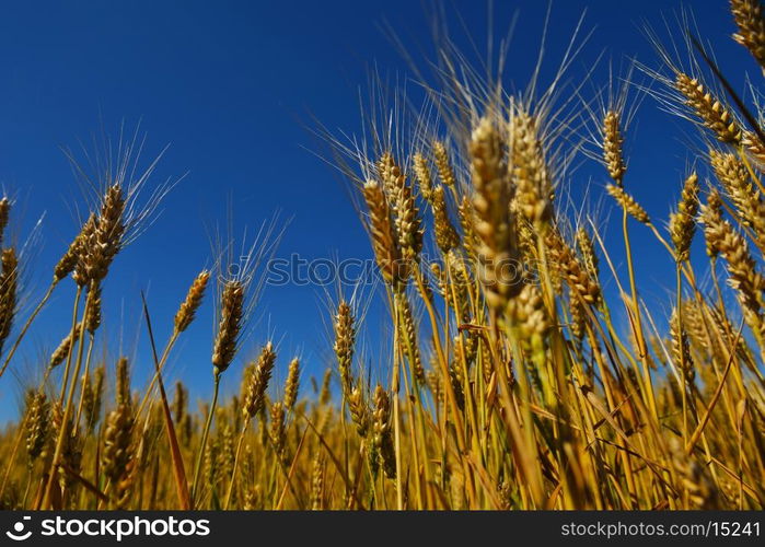 Golden wheat field with blue sky in background