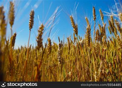 Golden wheat field with blue sky in background