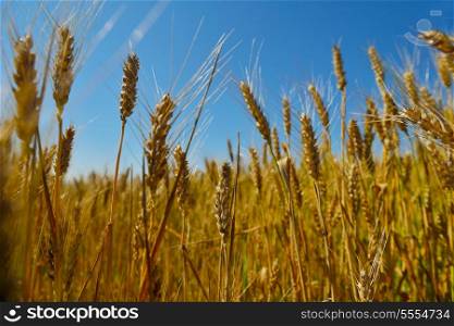 Golden wheat field with blue sky in background