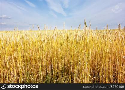 golden wheat field with sky