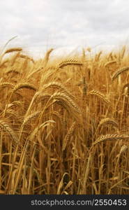 Golden wheat growing in a farm field