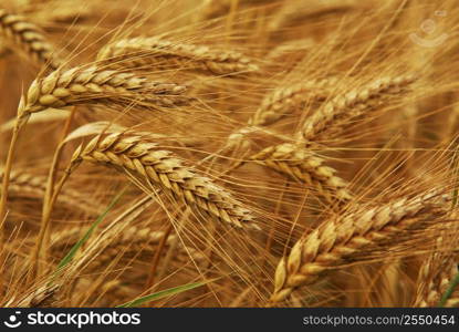 Golden wheat growing in a farm field, closeup on ears