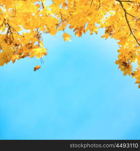 Golden, yellow and orange leaves on the blue sky. Autumn background