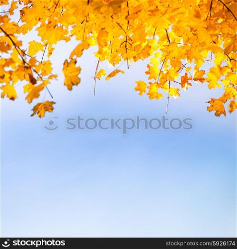 Golden, yellow and orange leaves on the blue sky. Autumn background