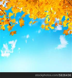 Golden, yellow and orange leaves on the blue sky with white clouds. Autumn background