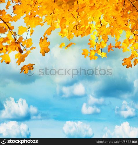Golden, yellow and orange leaves on the blue sky with white clouds. Autumn background. Golden, yellow and orange leaves