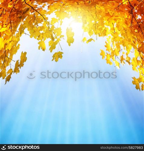 Golden, yellow and orange leaves under sunbeams from the blue sky. Autumn background