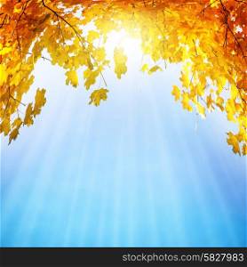 Golden, yellow and orange leaves under sunbeams from the blue sky. Autumn background