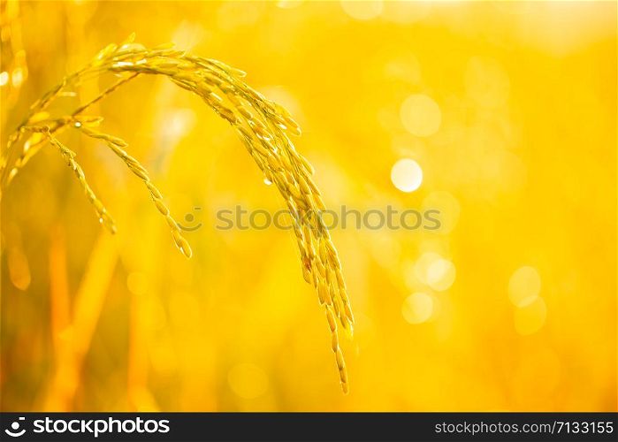 Golden yellow rice and the morning sun