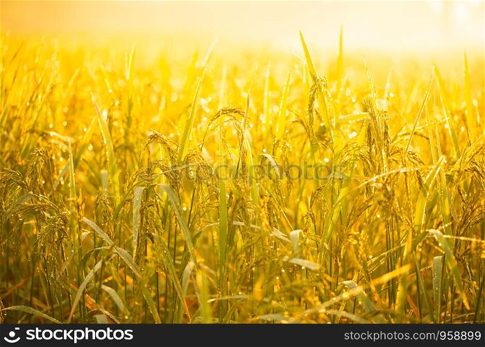 Golden yellow rice and the morning sun