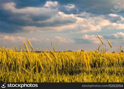 Golden yellow wheat field in warm sunshine under dramatic sky, fresh vibrant colors, at Rhine Valley (Rhine Gorge) in Germany