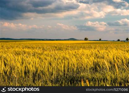 Golden yellow wheat field in warm sunshine under dramatic sky, fresh vibrant colors, at Rhine Valley (Rhine Gorge) in Germany