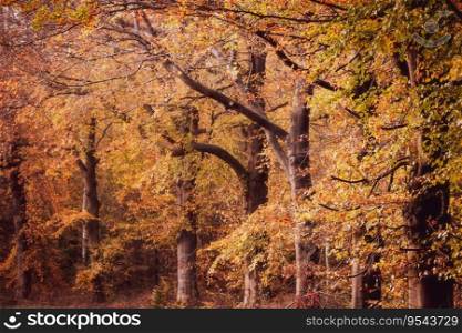 Golden young beech tree on a sunny day. Close-up of colorful red, orange, yellow leaves. Natural pattern, texture, background. Early autumn. Seasons, climate change, environment. Beech woods with colorful autumn leaves at fall