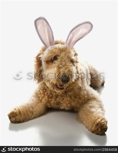 Goldendoodle dog in bunny ears.