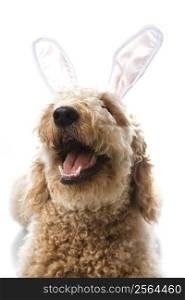 Goldendoodle dog in bunny ears.