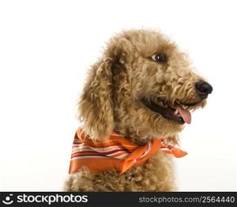 Goldendoodle dog wearing bandana.