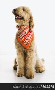 Goldendoodle dog wearing bandana.