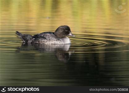 Goldeneye duck in golden water with concentric circles