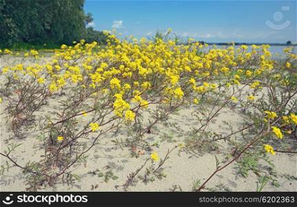 Goldentuft Alyssum flowers in sand soil