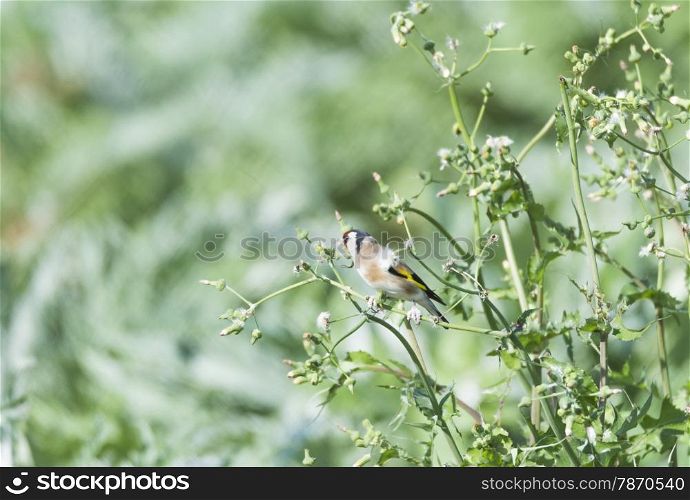Goldfinch, Carduelis Carduelis resting on a branch