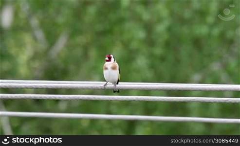 Goldfinch perched on the power line