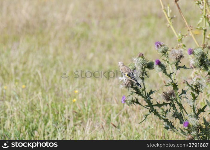 Goldfinch perched on top of a thistle seeds Spot