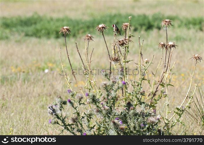 Goldfinch perched on top of a thistle seeds Spot
