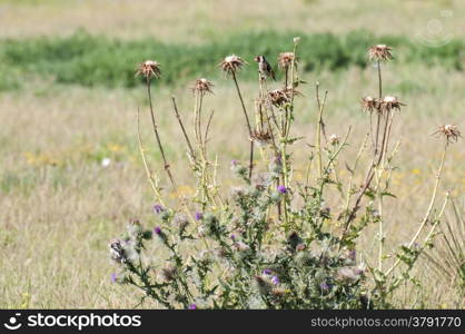 Goldfinch perched on top of a thistle seeds Spot