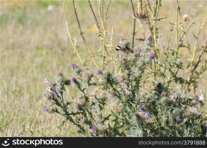 Goldfinch perched on top of a thistle seeds Spot