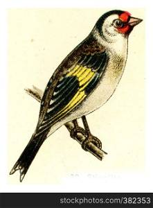 Goldfinch, vintage engraved illustration. From Deutch Birds of Europe Atlas.