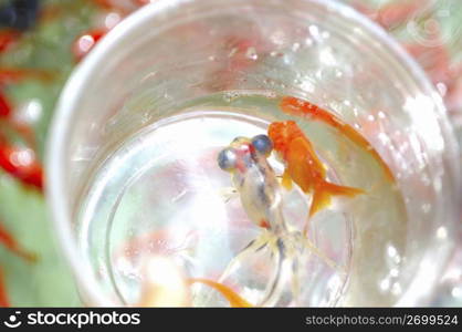 Goldfish