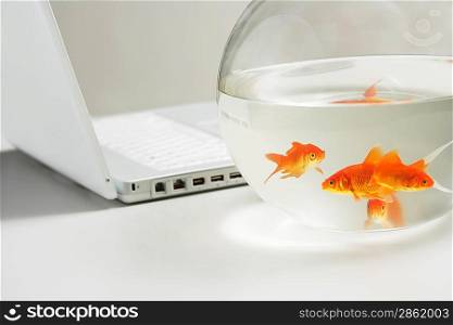 Goldfish and Laptop