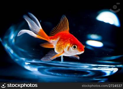 goldfish floats in an aquarium on a dark background