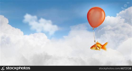 Goldfish fly on balloon. Concept of surrealism with gold fish flying on air balloon