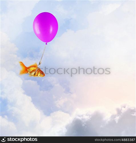 Goldfish fly on balloon. Concept of surrealism with gold fish flying on air balloon