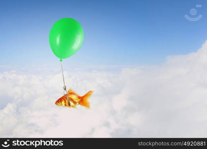 Goldfish fly on balloon. Concept of surrealism with gold fish flying on air balloon