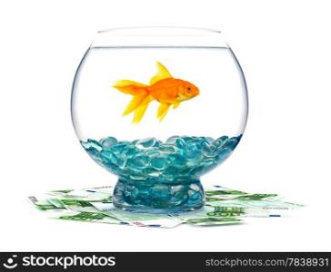 Goldfish in aquarium on a white background