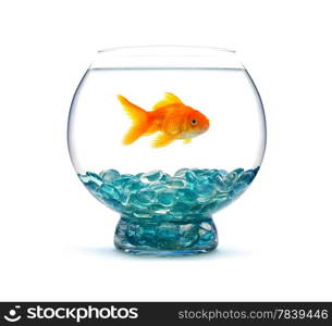 Goldfish in aquarium on white background