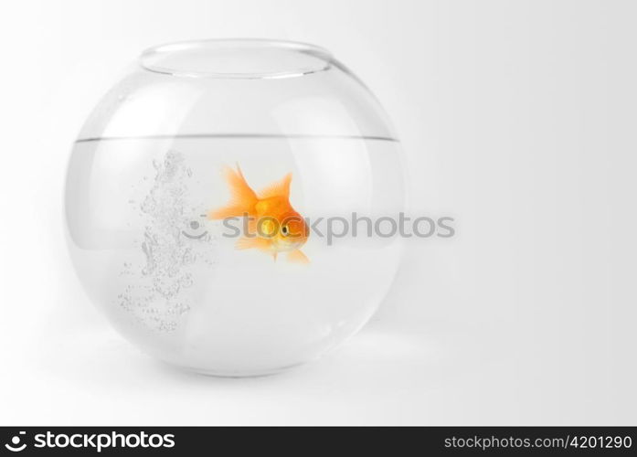 Goldfish in the bowl with bubbles water