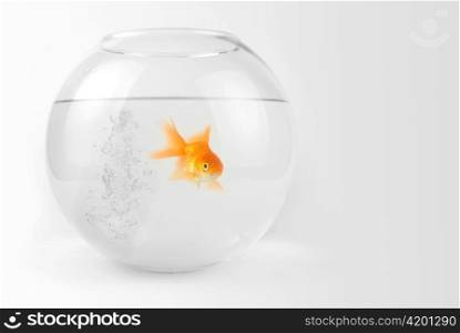 Goldfish in the bowl with bubbles water