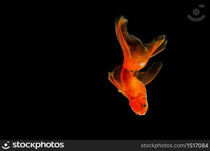 goldfish isolated on a dark black background