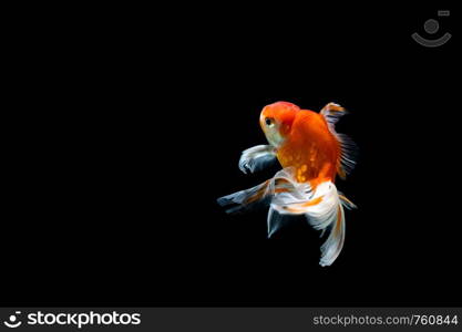 goldfish isolated on a dark black background