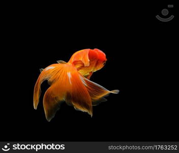 goldfish isolated on a dark black background. different colorful Carassius auratus in the aquarium