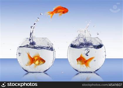 Goldfish jump into the aquarium with water.