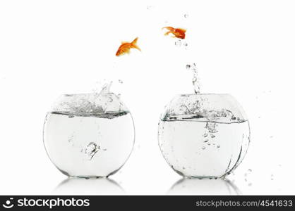 Goldfish jump into the aquarium with water.