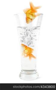 goldfish jumping to the glass with water on white background