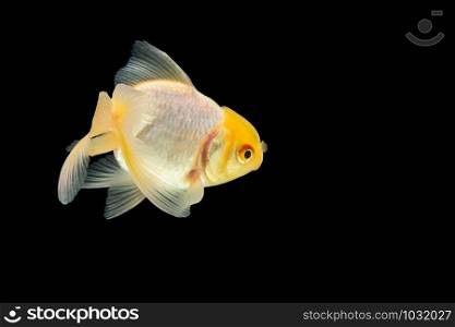 Goldfish macro white head